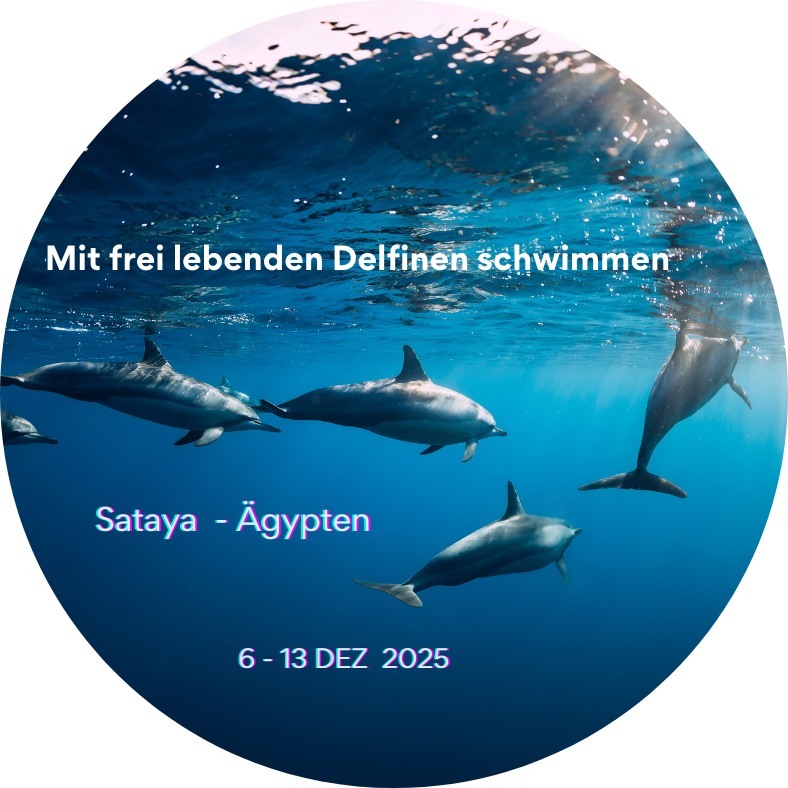 Mit frei lebenden Delfinen schwimmen - Sataya Ägypten 6-13/12/2025